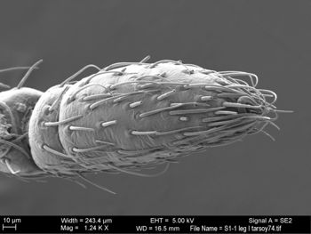 Media type: image; Invertebrate Zoology 131275